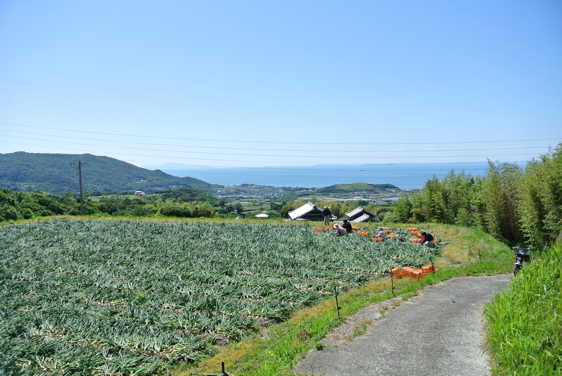 玉ねぎ収穫 愚理夢園通信