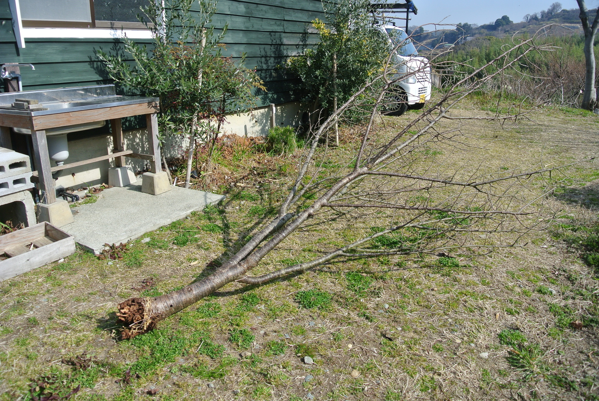 桜の枯死 愚理夢園通信