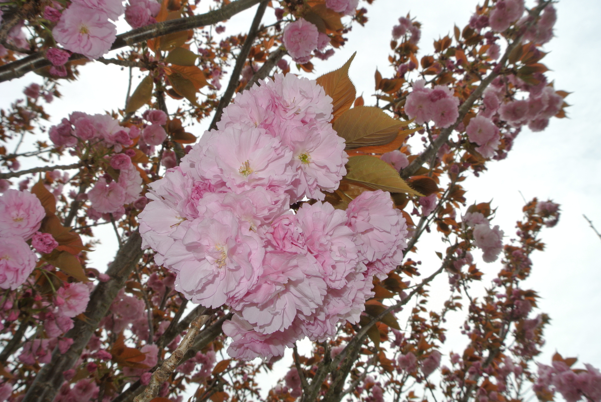遅咲きの桜たち 愚理夢園通信